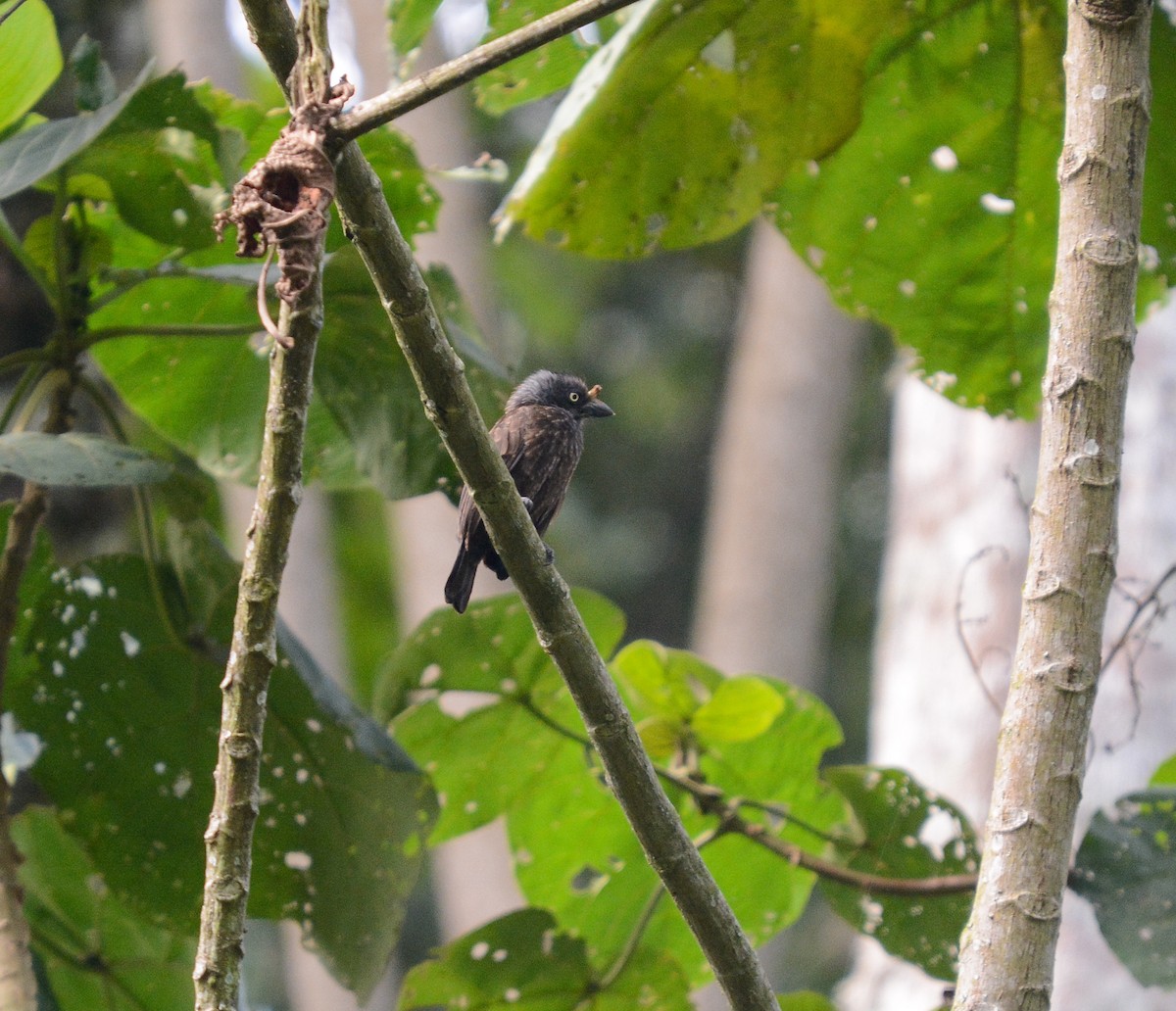 Gray-throated Barbet - ML622834590