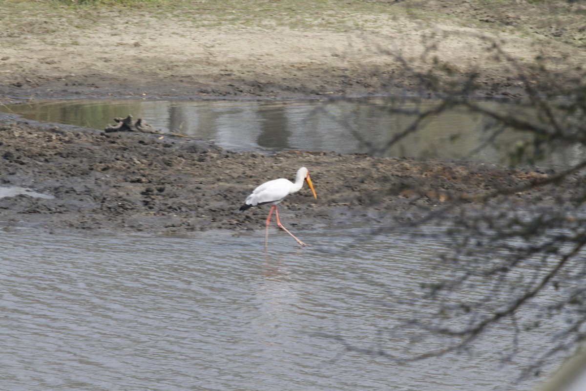 Yellow-billed Stork - ML622834597