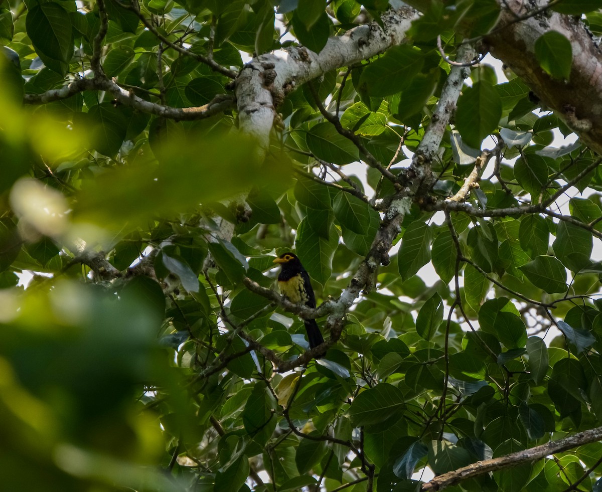 Yellow-billed Barbet - ML622834606