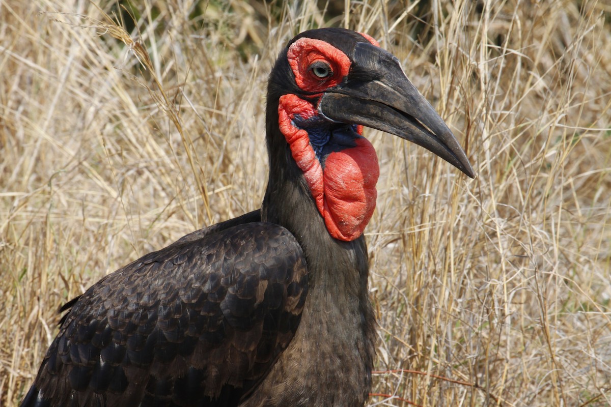 Southern Ground-Hornbill - ML622834623