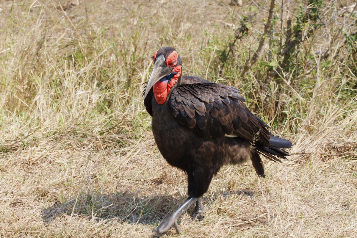 Southern Ground-Hornbill - ML622834629