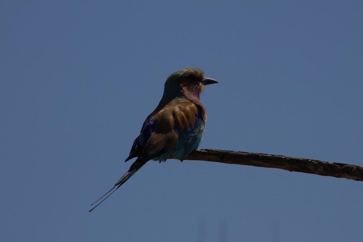 Lilac-breasted Roller - ML622834634