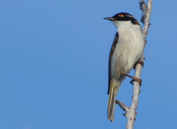 White-naped Honeyeater - ML622834637