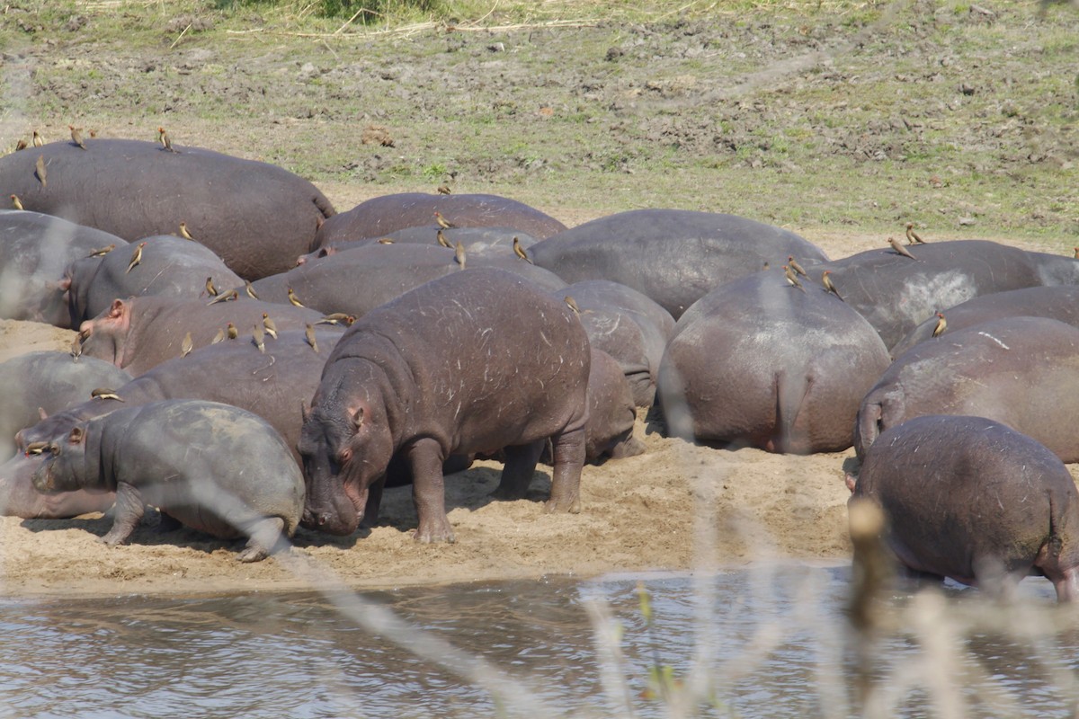 Red-billed Oxpecker - ML622834639
