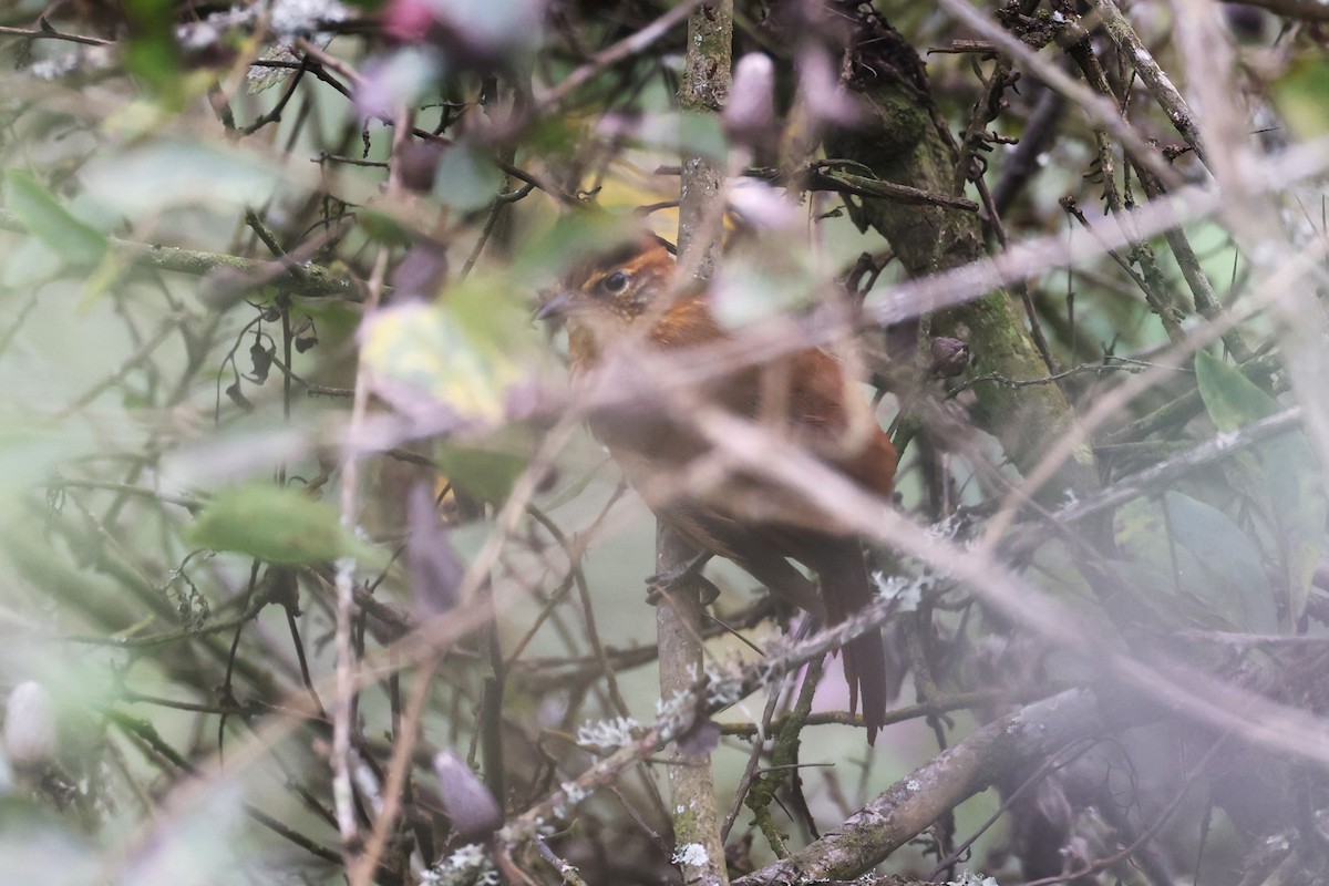 Rufous-necked Foliage-gleaner - ML622834649