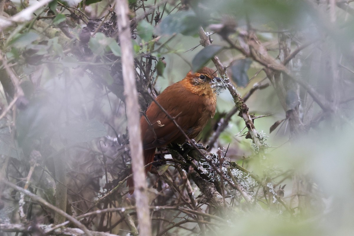 Rufous-necked Foliage-gleaner - ML622834654