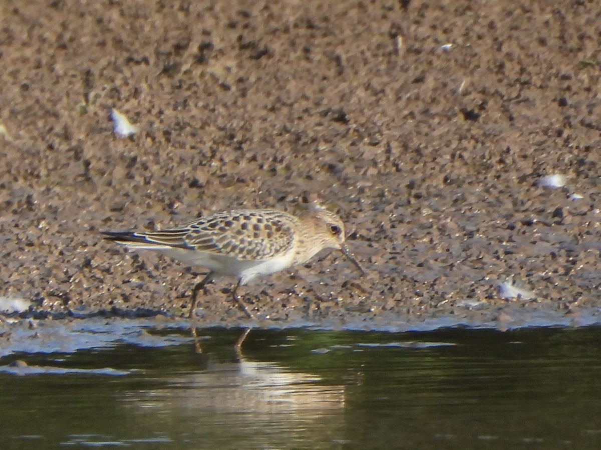 Baird's Sandpiper - ML622834655