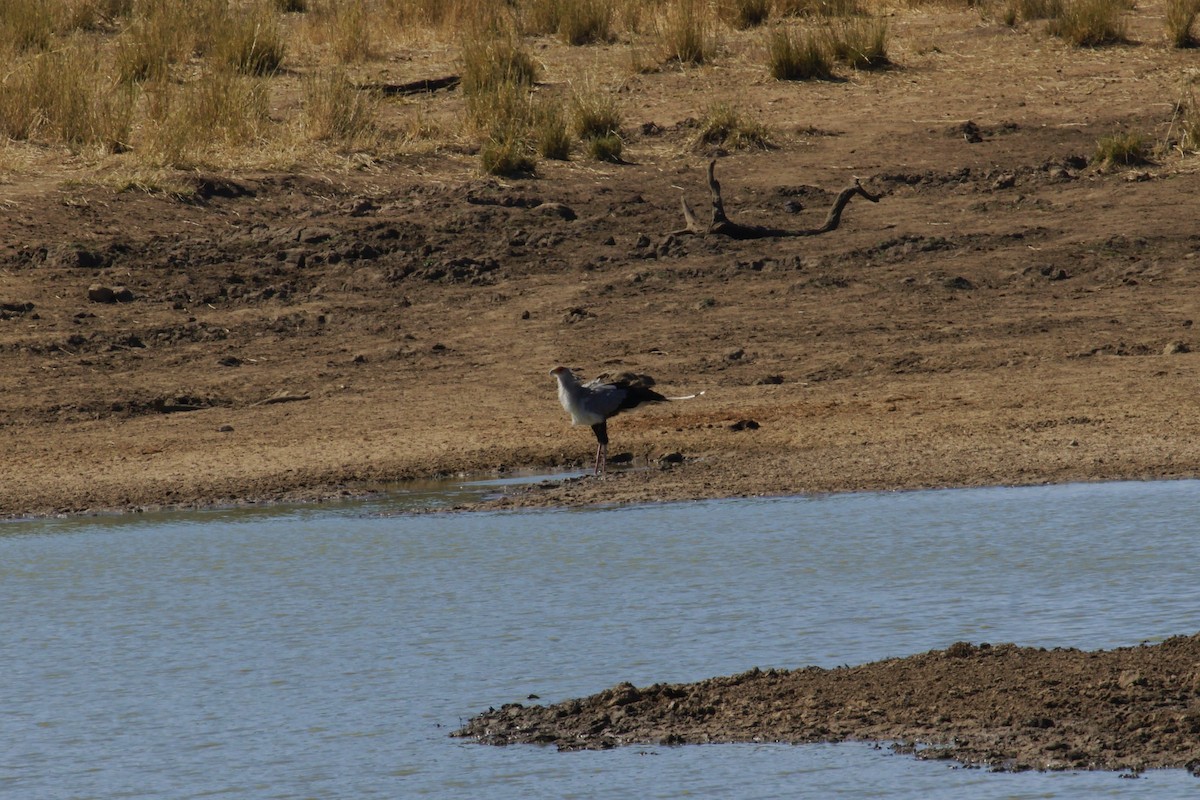 Secretarybird - ML622834680