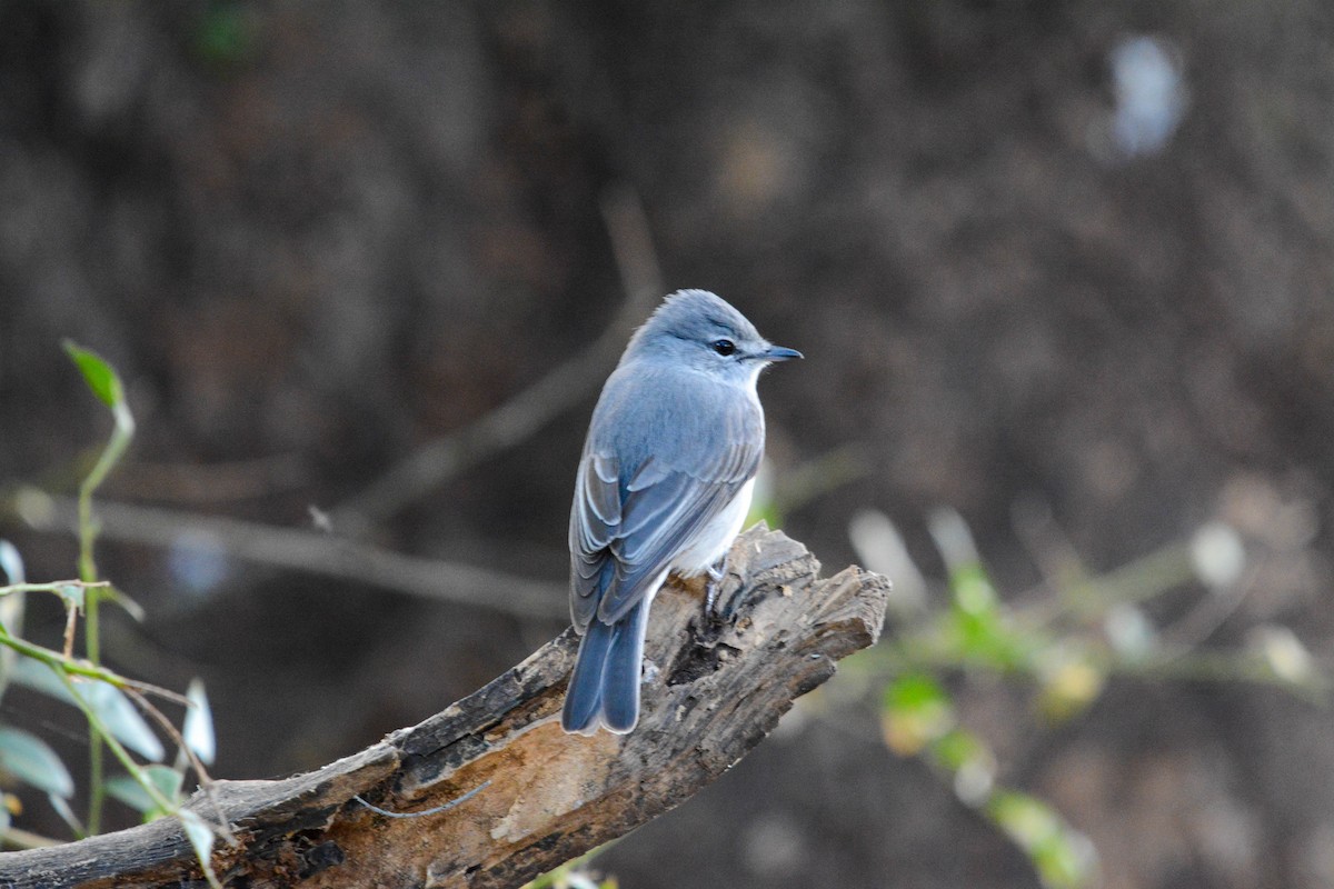 Ashy Flycatcher - ML622834692