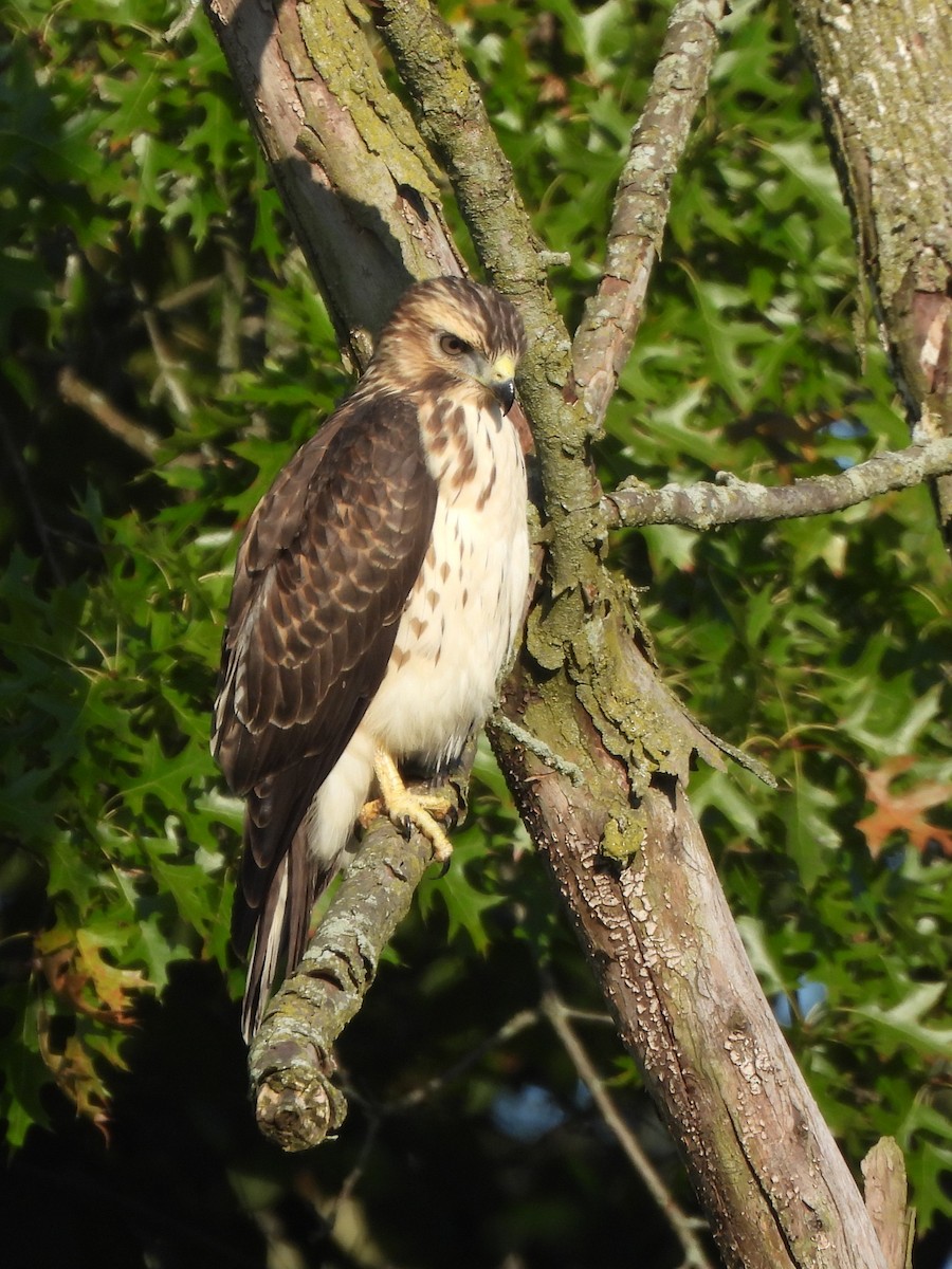 Broad-winged Hawk - ML622834697