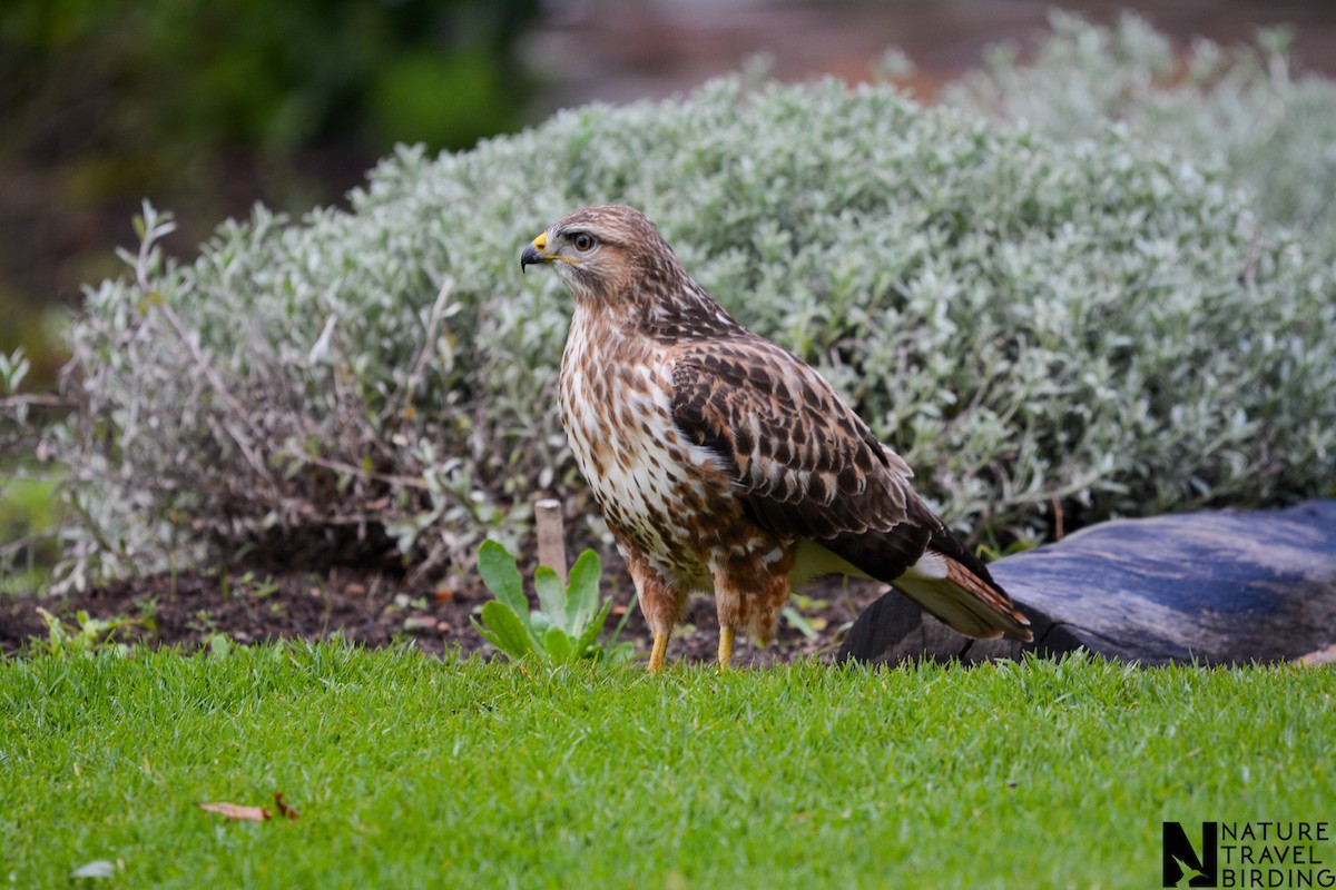 Forest Buzzard - Marc Cronje- Nature Travel Birding