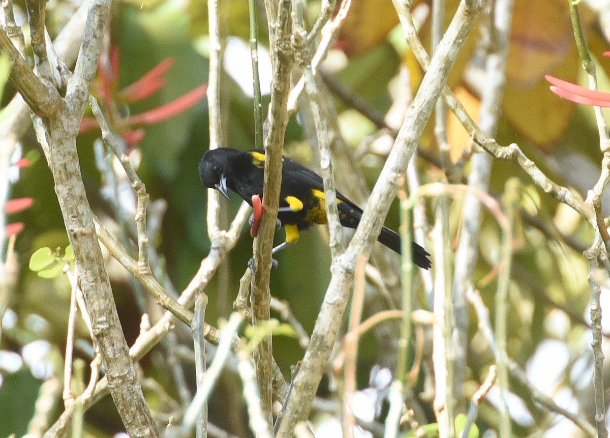 Cuban Oriole - ML622834777