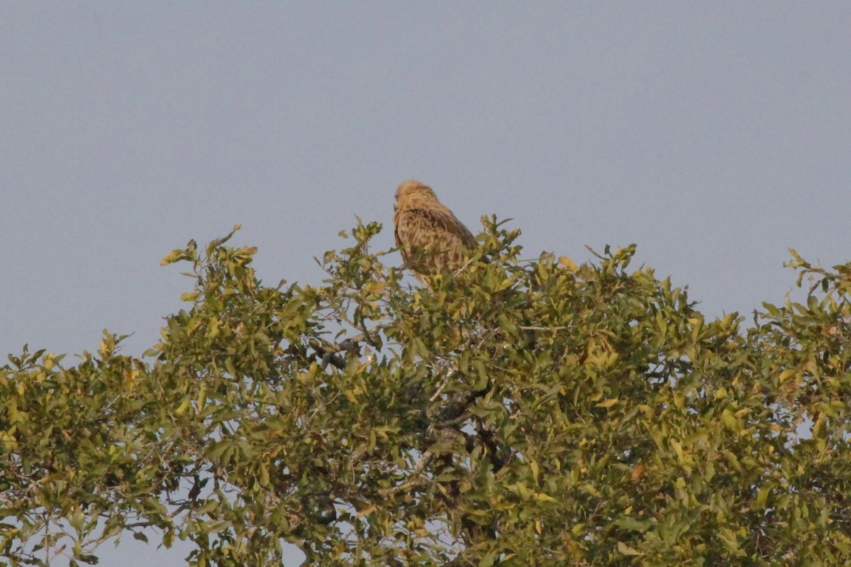 Tawny Eagle - ML622834813