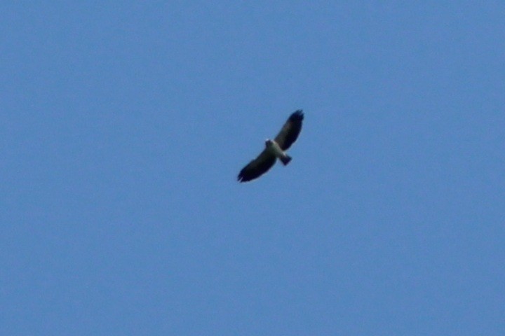 Short-tailed Hawk - Tommy DeBardeleben