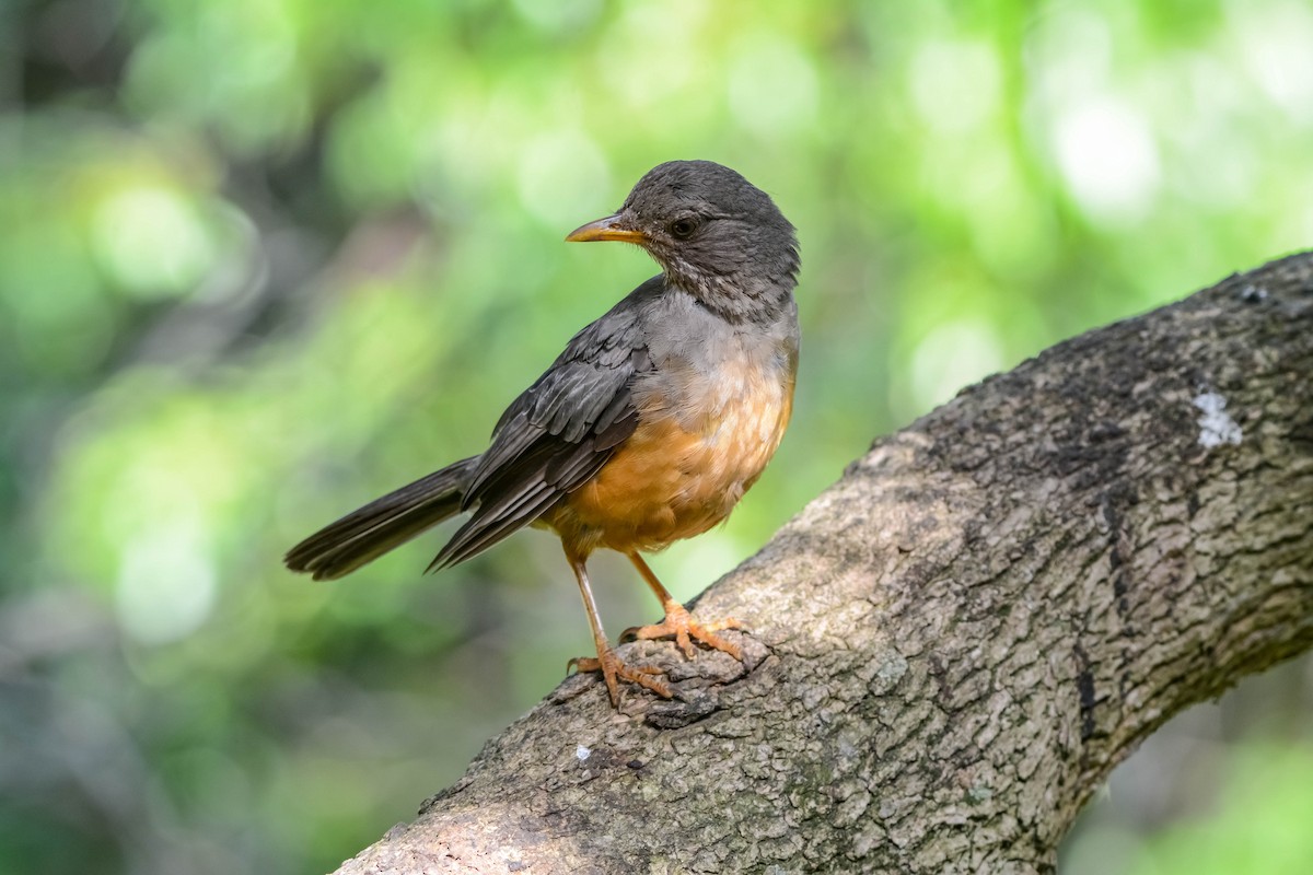 Olive Thrush - ML622834838