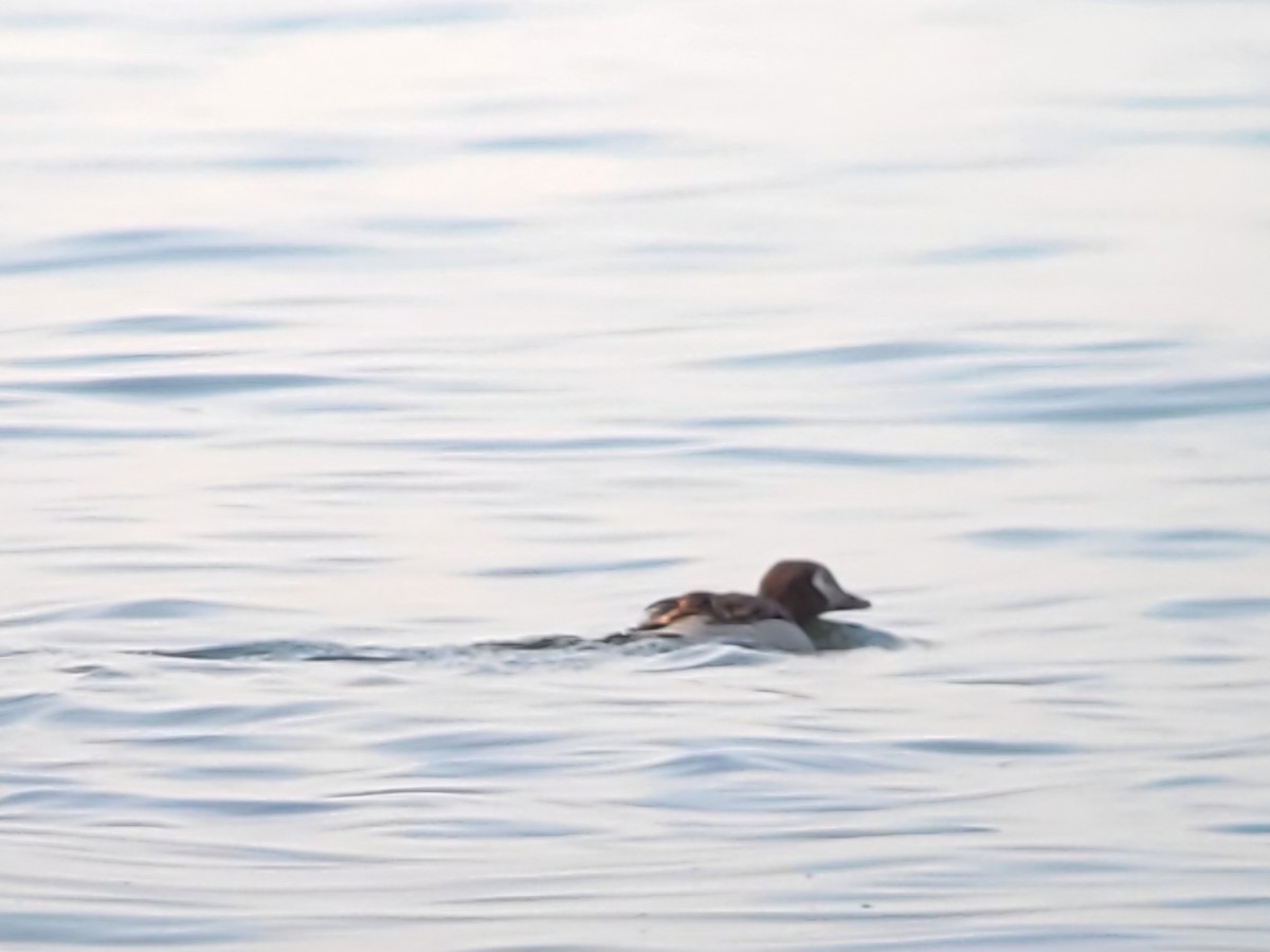 Long-tailed Duck - ML622834851