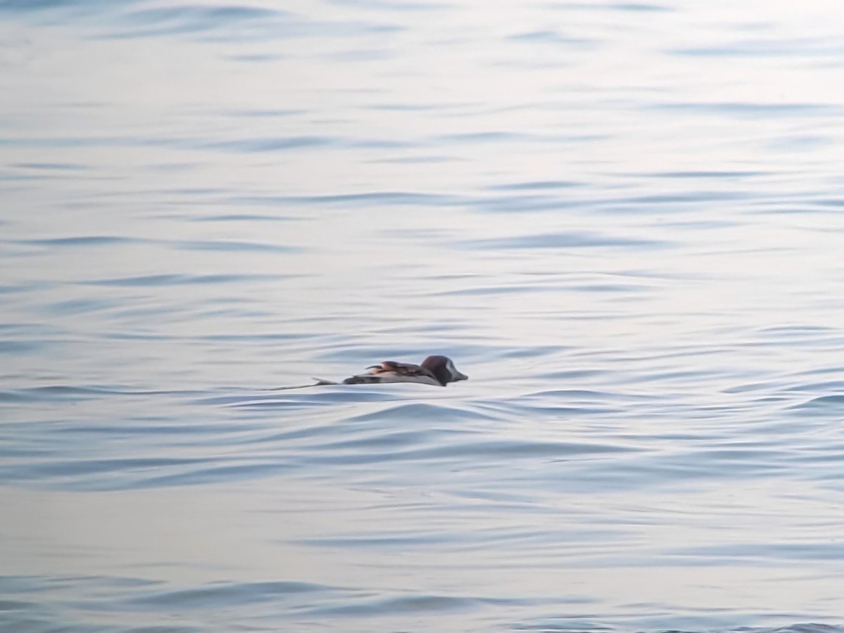 Long-tailed Duck - ML622834852