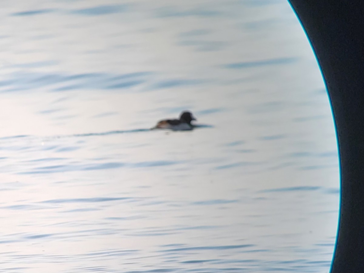 Long-tailed Duck - Christian Friis