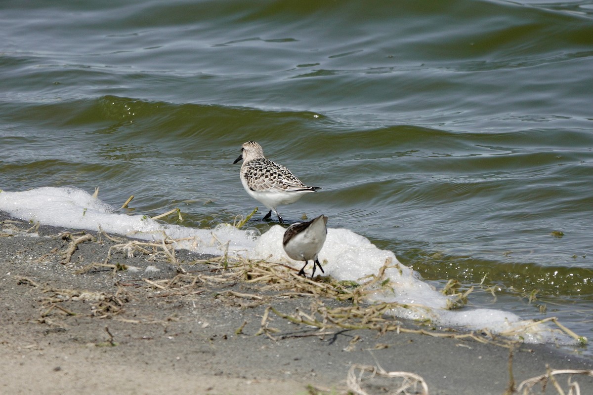 Baird's Sandpiper - Yi-Ying Lee