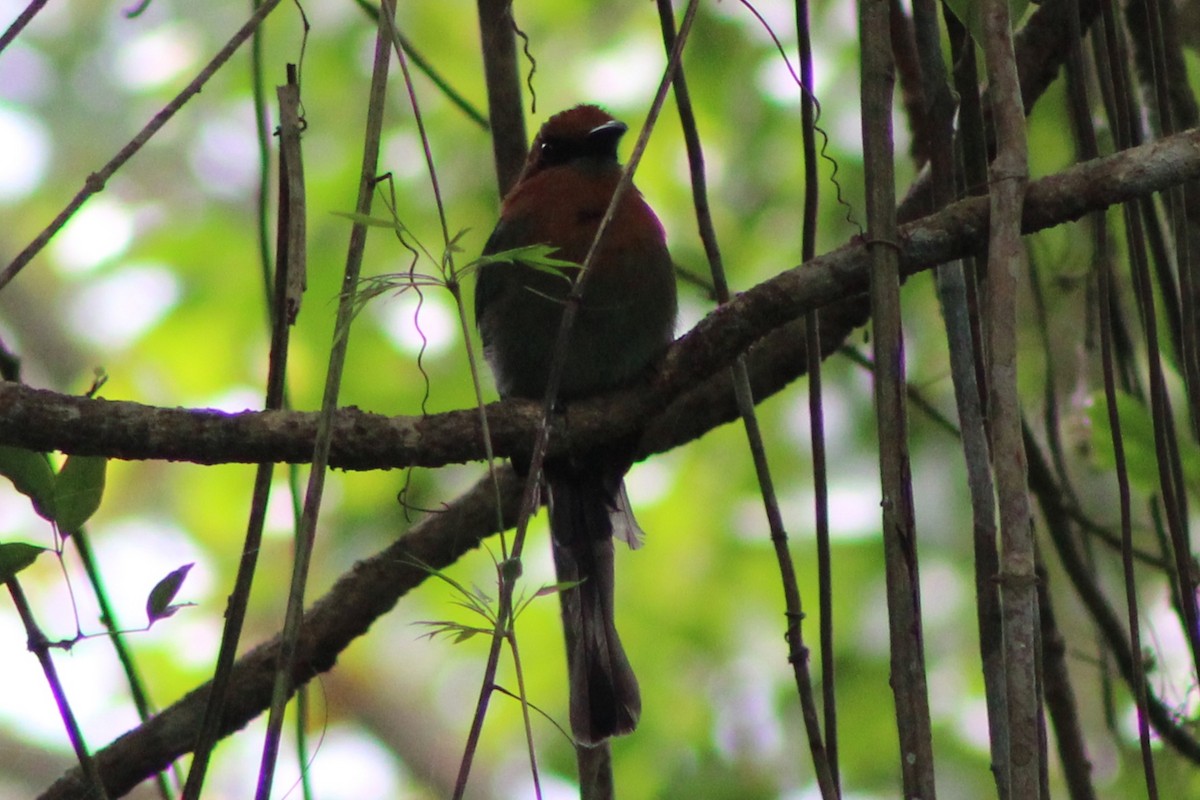 Broad-billed Motmot (Broad-billed) - ML622834856