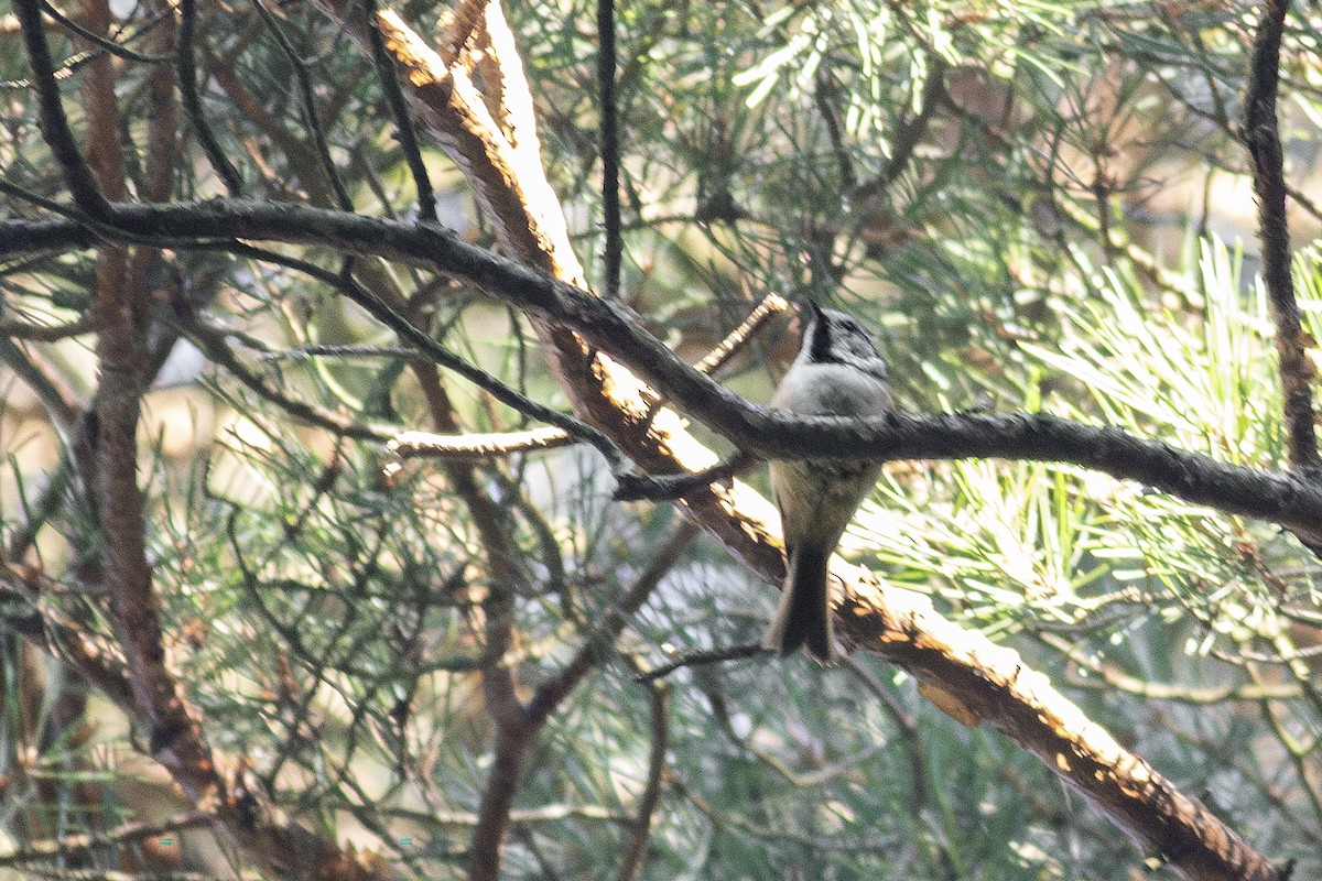 Crested Tit - Jeff 'JP' Peters