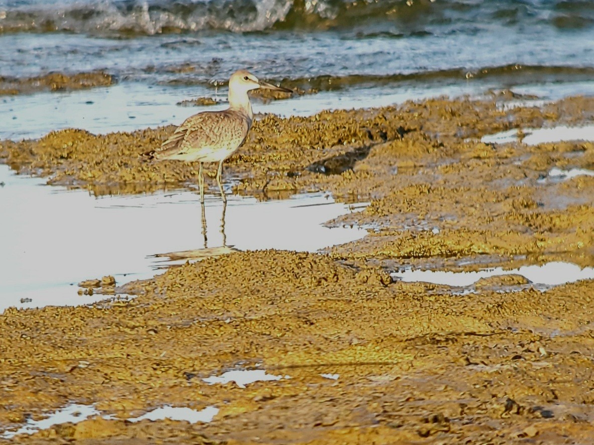 Willet - ML622834885