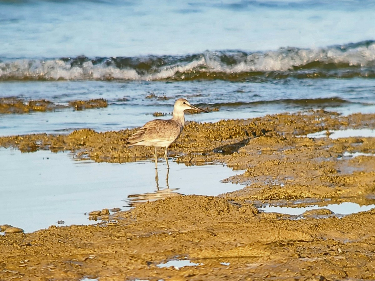 Willet - ML622834886