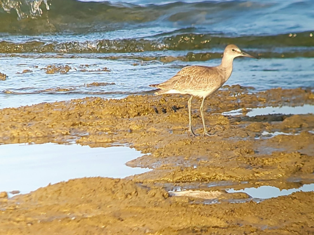 Willet - ML622834889