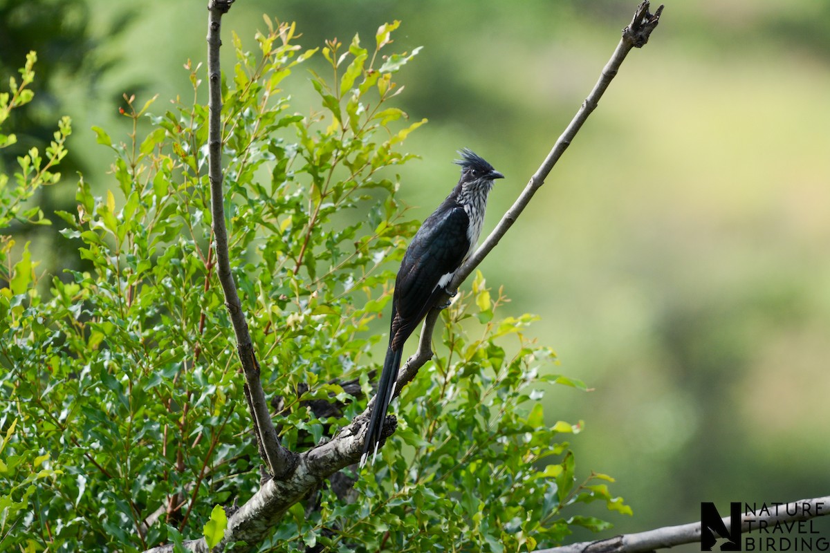 Levaillant's Cuckoo - ML622834893