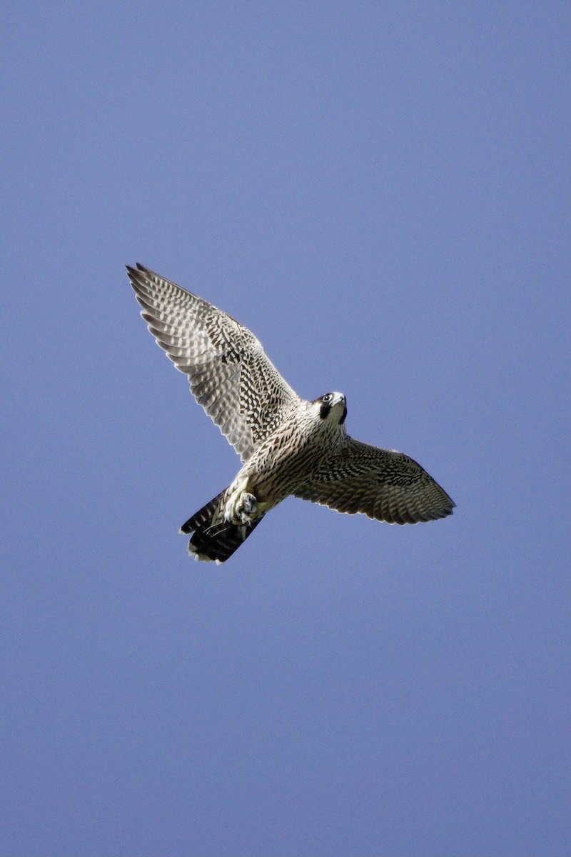 Peregrine Falcon - ML622834964