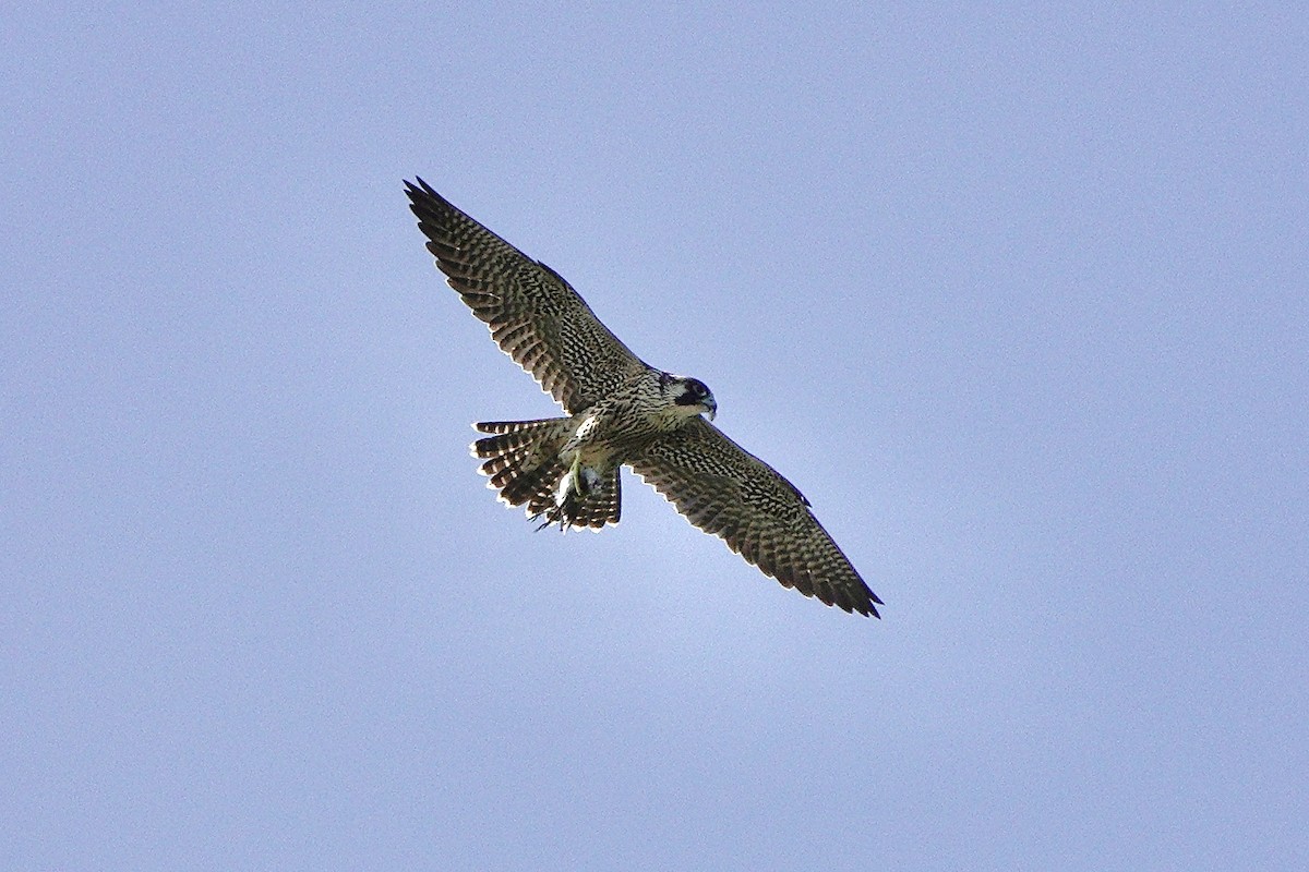 Peregrine Falcon - ML622834965