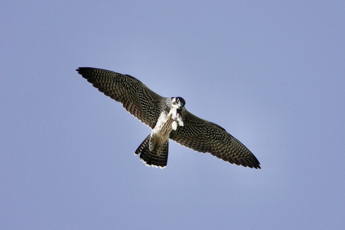 Peregrine Falcon - ML622834966