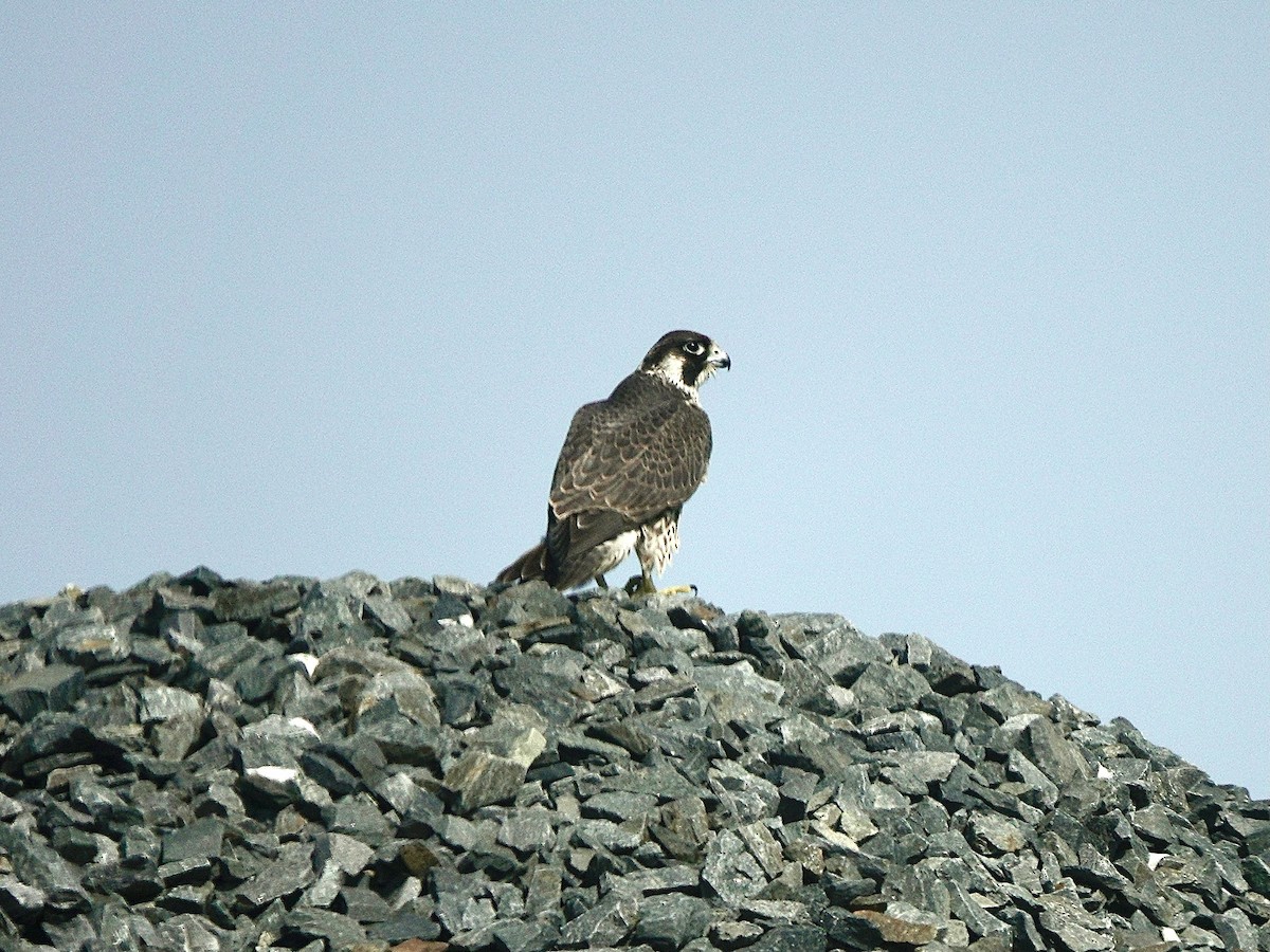 Peregrine Falcon - ML622834967