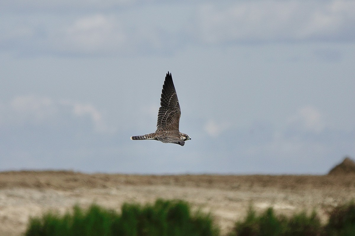 Peregrine Falcon - ML622834969