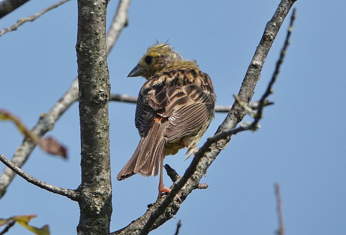 Yellowhammer - ML622834999