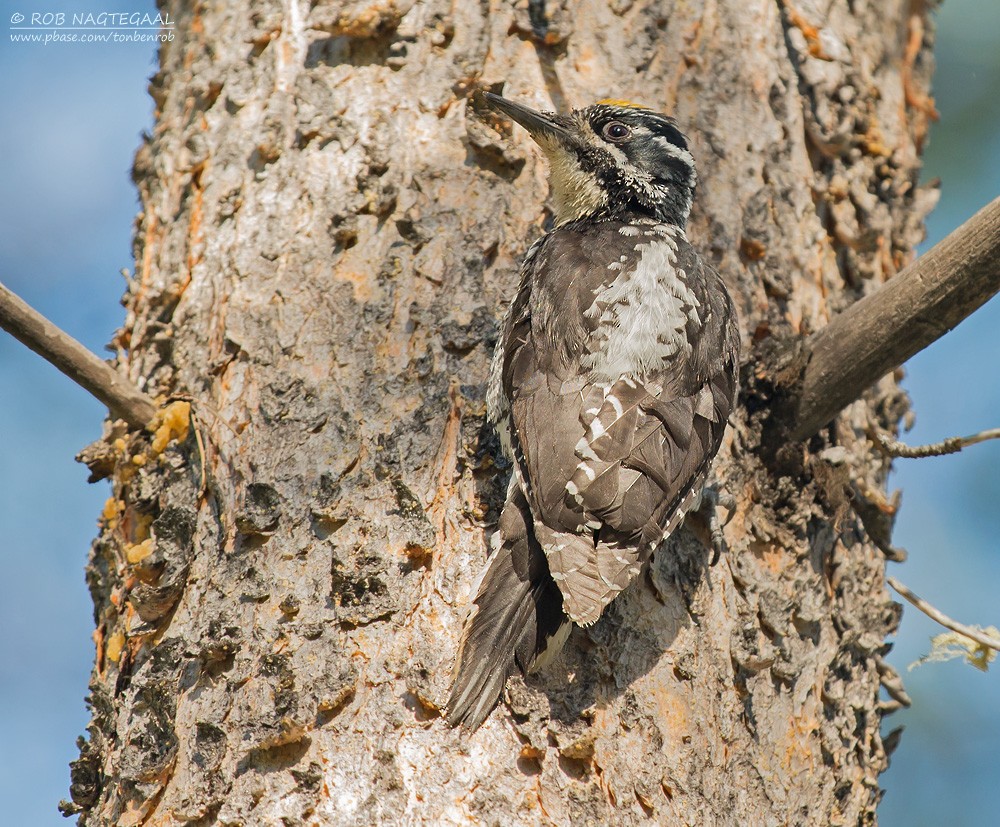 American Three-toed Woodpecker (Rocky Mts.) - ML622835048