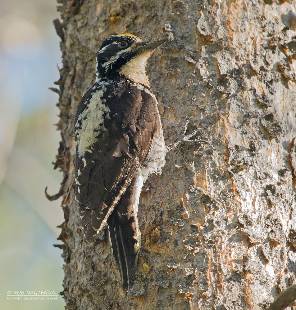 American Three-toed Woodpecker (Rocky Mts.) - ML622835049