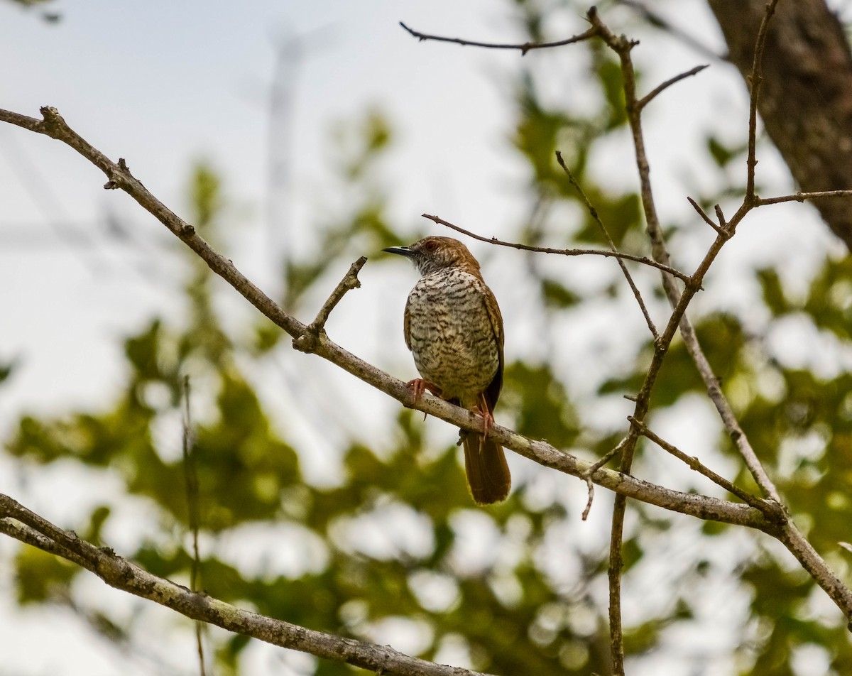 Stierling's Wren-Warbler - ML622835067