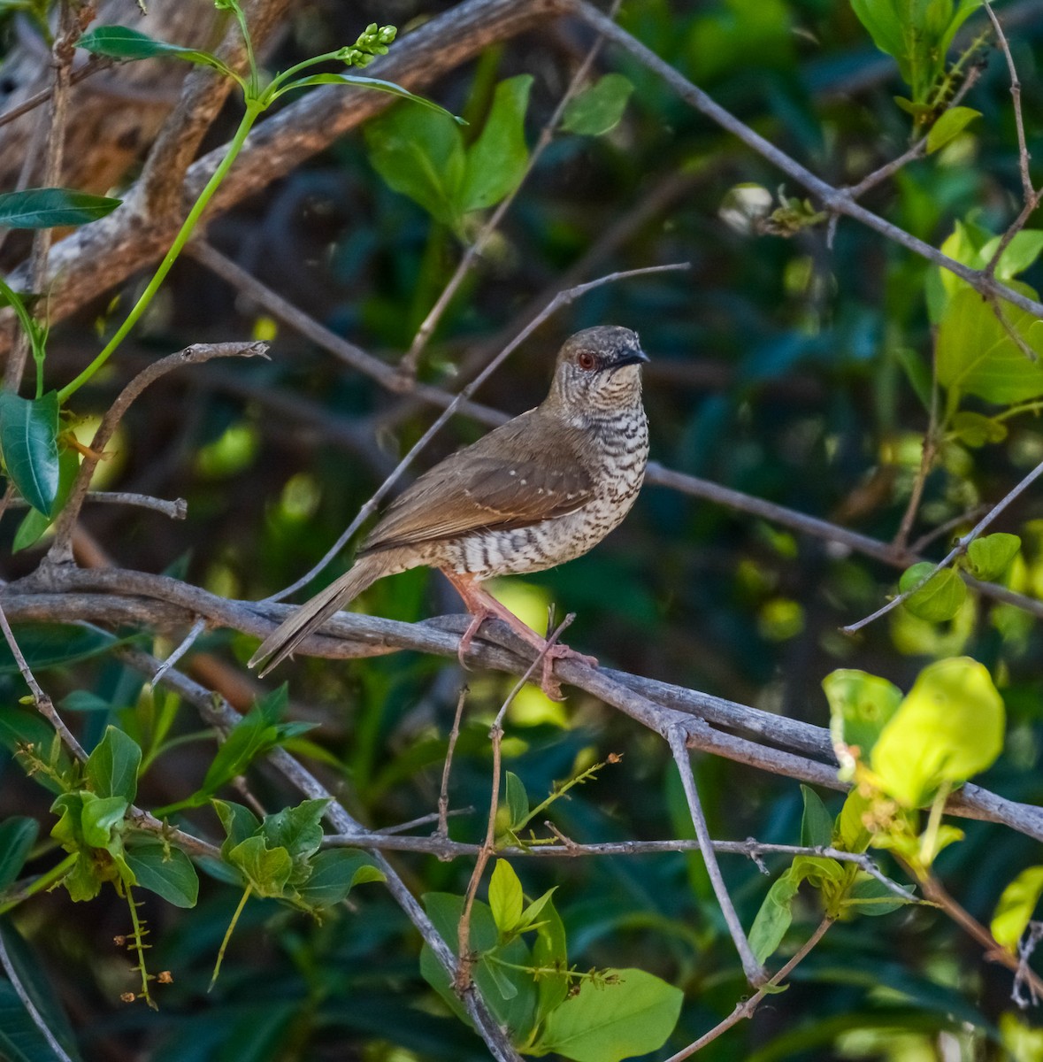 Stierling's Wren-Warbler - ML622835068