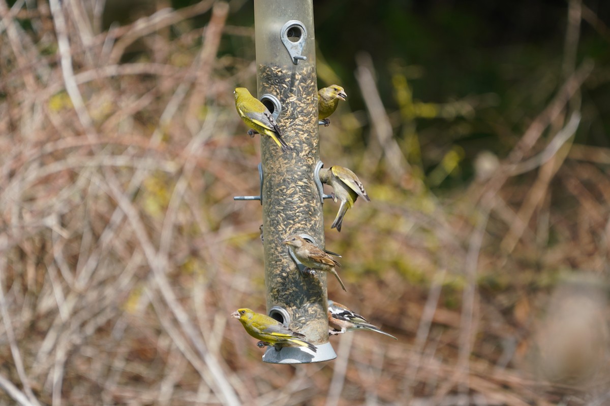 European Greenfinch - Daniel Traub