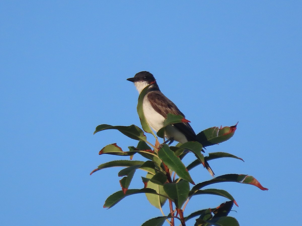 Eastern Kingbird - ML622835076