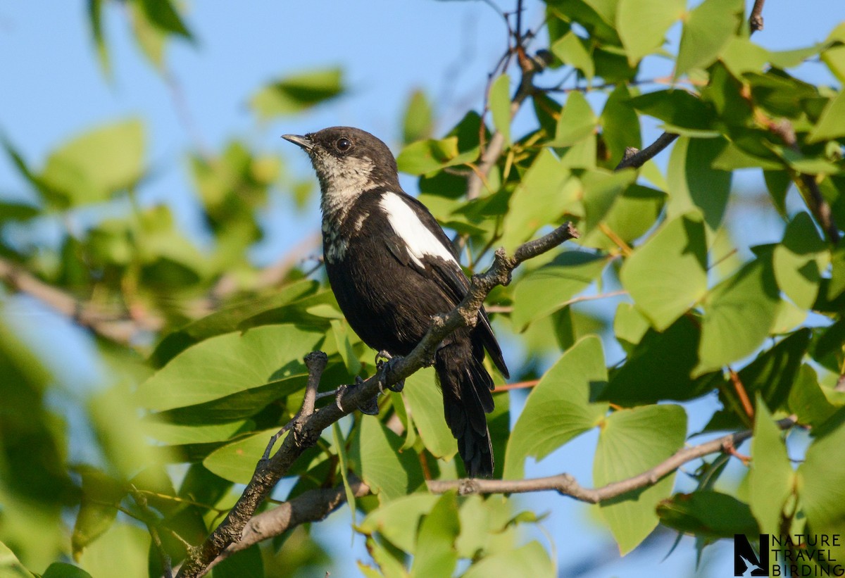 Arnot's Chat - Marc Cronje- Nature Travel Birding