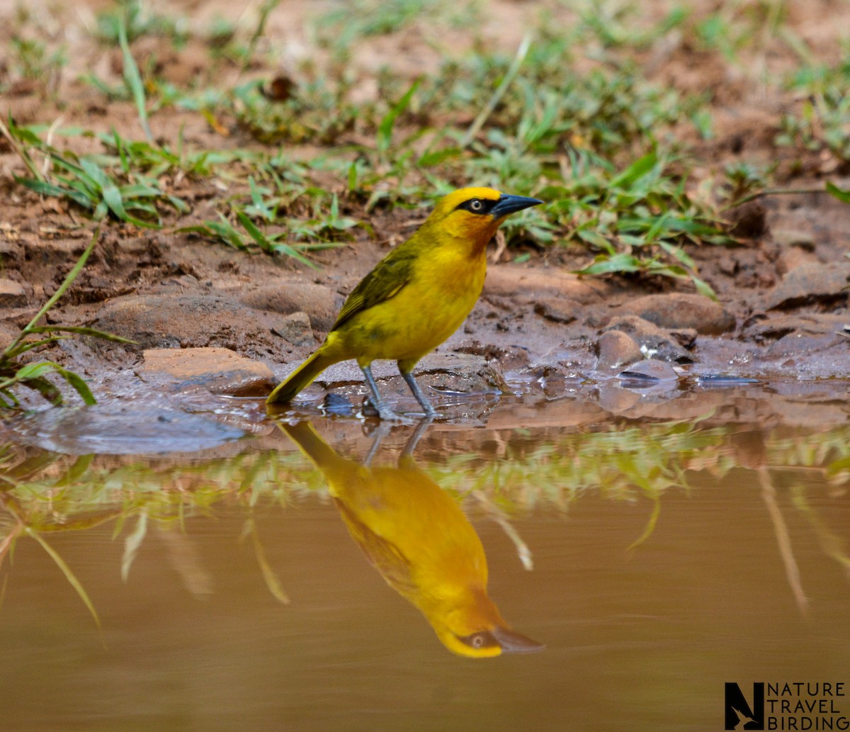 Spectacled Weaver - ML622835102