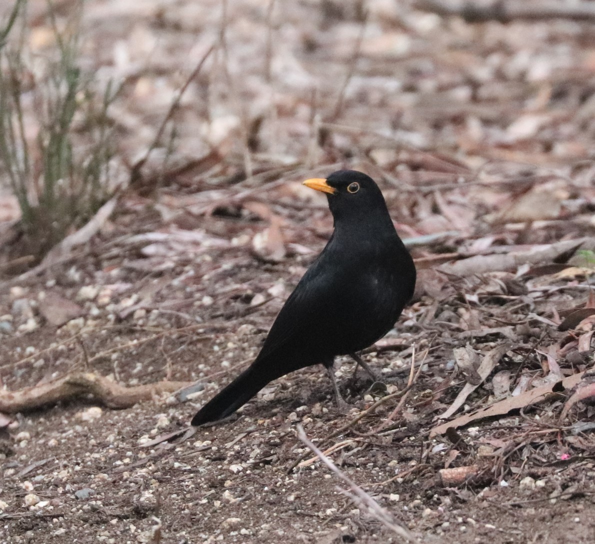 Eurasian Blackbird - ML622835109