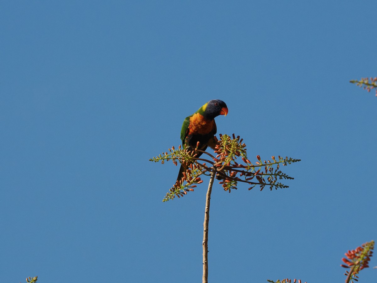 Rainbow Lorikeet - ML622835119