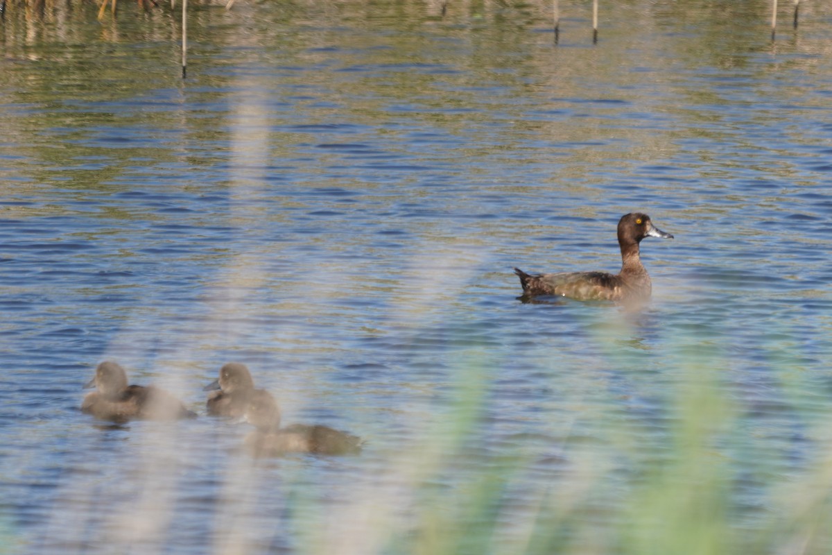 Tufted Duck - ML622835121