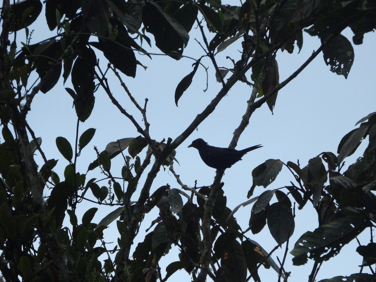 Pale-eyed Thrush - ML622835136