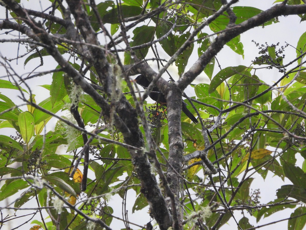 Pale-eyed Thrush - ML622835137