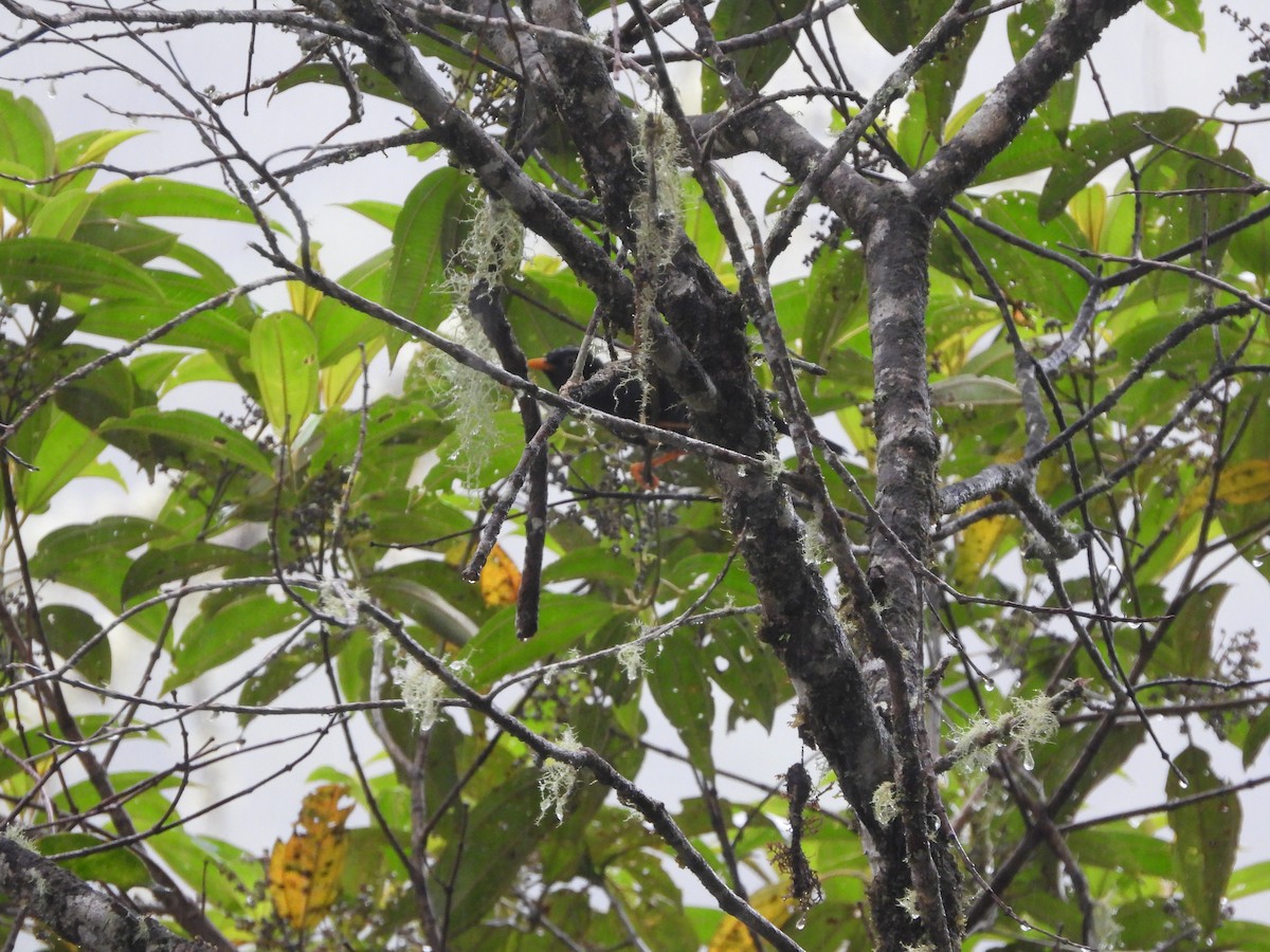 Pale-eyed Thrush - ML622835138