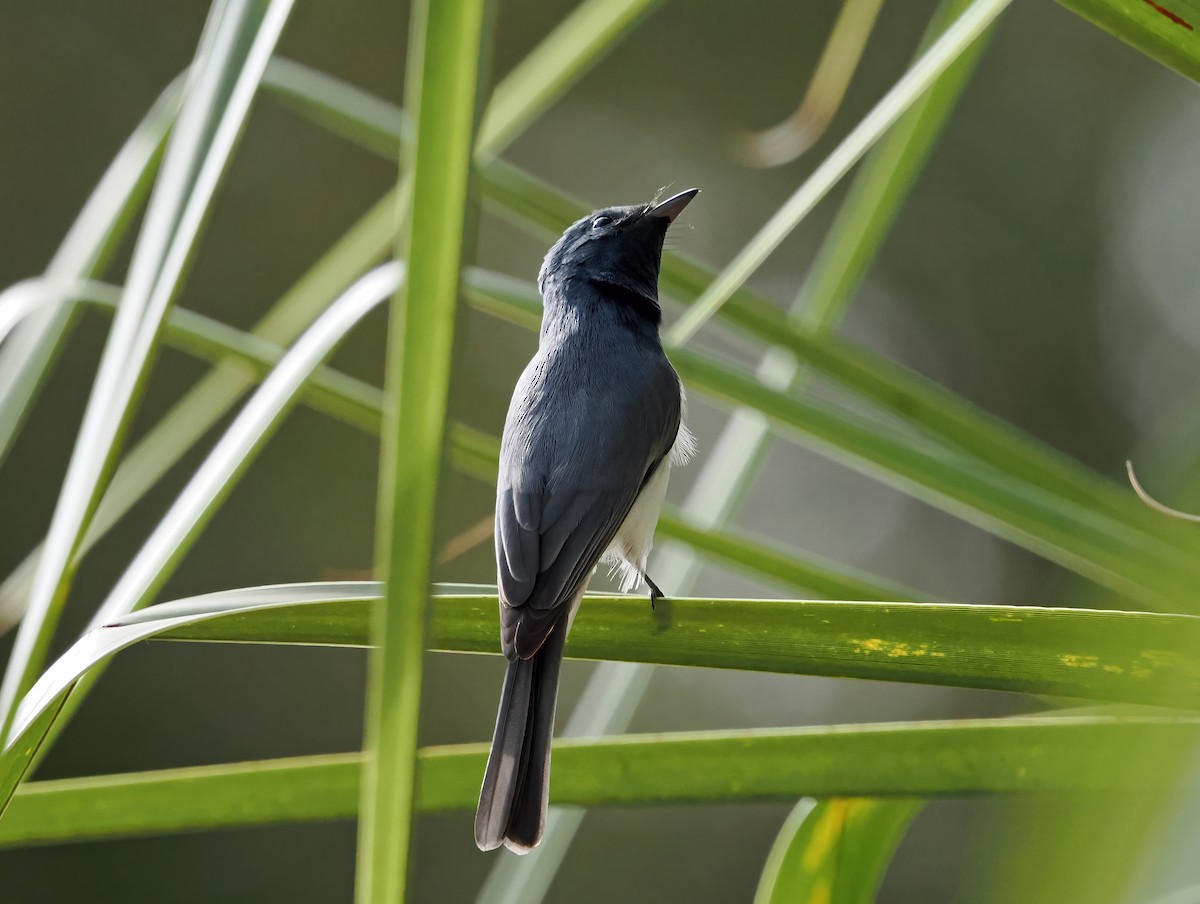 Leaden Flycatcher - ML622835168